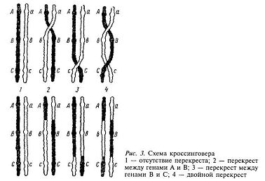 Основы генетики