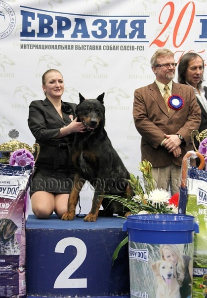 Результаты босеронов питомника Кантрифолк на выставке собак Евразия-2011