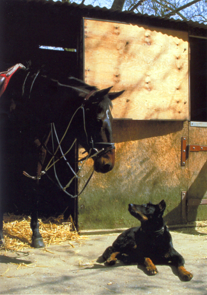 Caractère beauceron