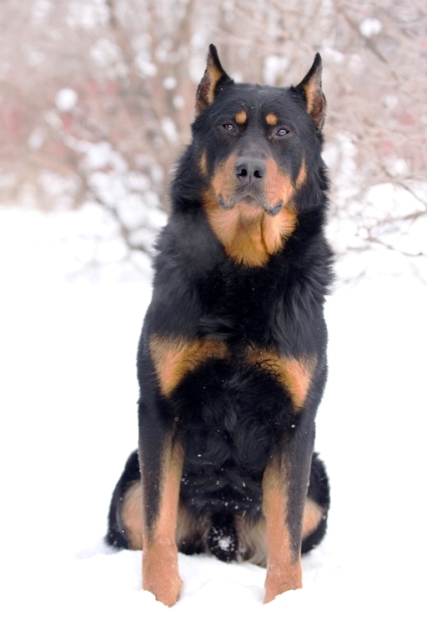 Brande Mali Chandr (Чандр)