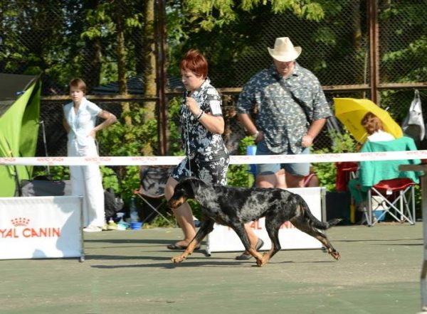 Dachshund judge Yochai Barak Lifac