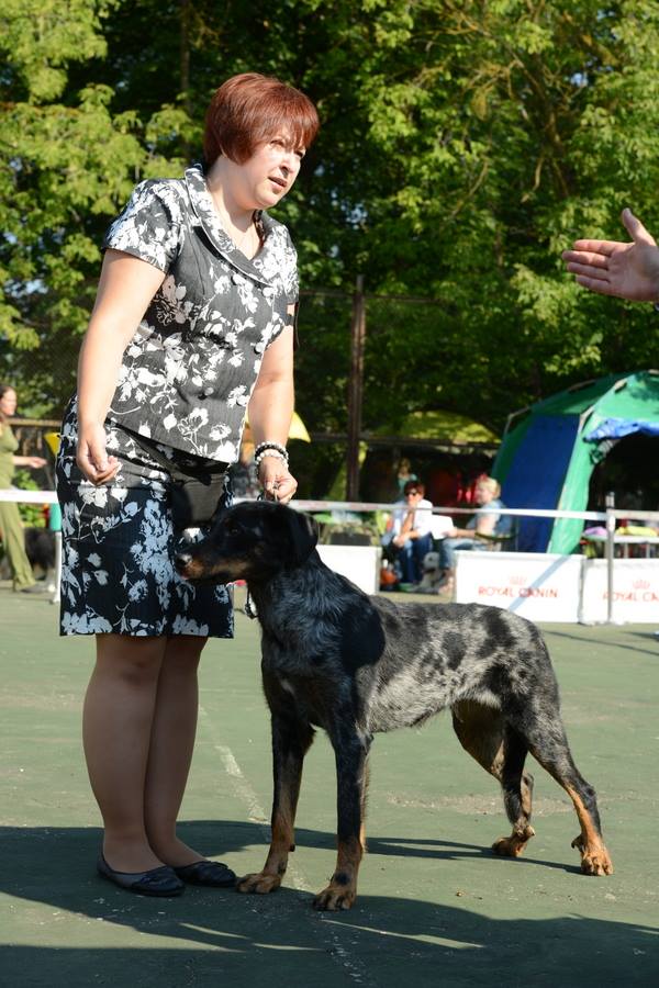 Dachshund judge Yochai Barak Lifac