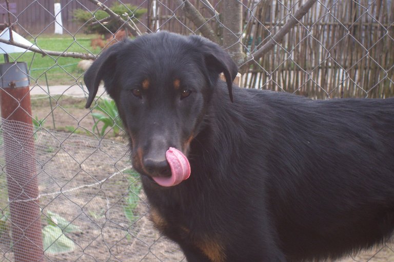 GOLDI COUNTRYFOEK (Голди)