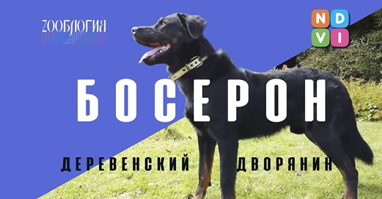 Премьера фильма БОСЕРОН. ДЕРЕВЕНСКИЙ ДВОРЯНИН